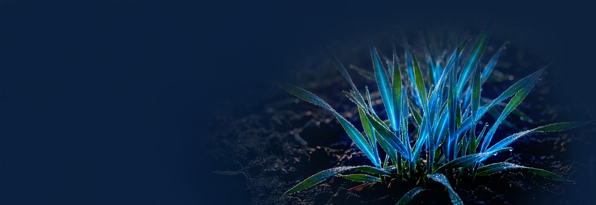 bluen azot w liściu spokój w polu