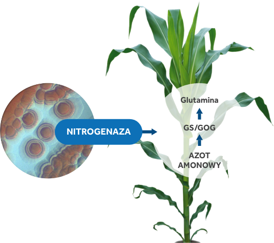 nitrogenaza wiązanie azotu